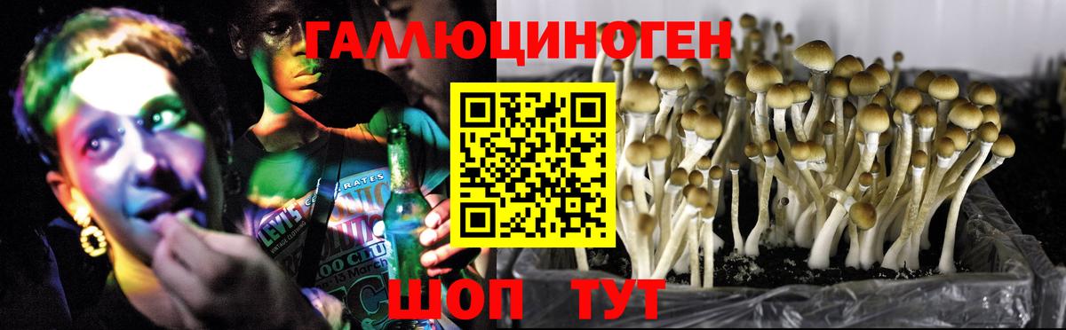 Лабытнанги  Галлюциногенные грибы Psilocybine cubensis  Вход с VPN 